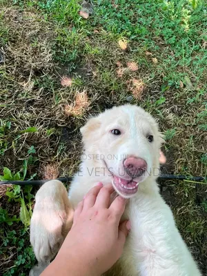 3-6 Month Male Purebred Siberian Husky