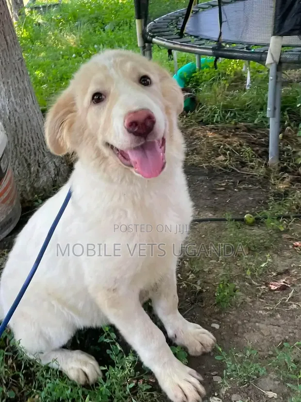 Female Purebred Siberian Husky Puppy (1-3 Months) - 1