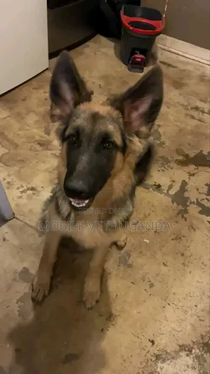 3-6 Month Male Purebred German Shepherd