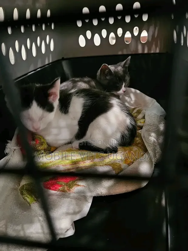 Purebred Bombay Kitten - 1-3 Months Old - 1