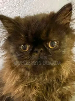 Purebred Persian Kitten - 1-3 Months Old
