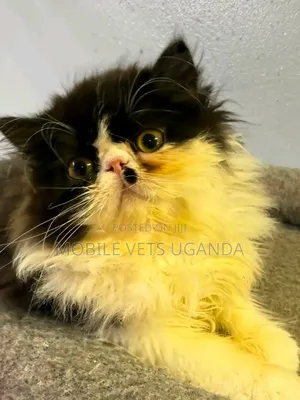Purebred Persian Kitten - 0-1 Month Male