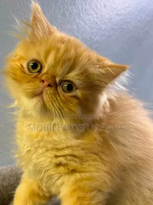 Female Purebred Persian Kitten (1-3 Months)
