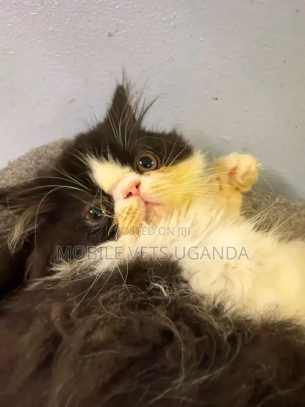 Female Purebred Persian Kitten (0-1 Month) - 1