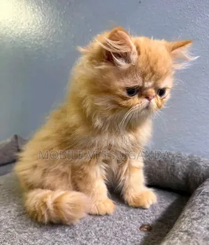 Female Purebred Persian Kitten (0-1 Month)