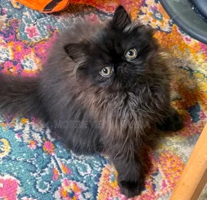 Purebred Persian Kitten - 3-6 Months Female