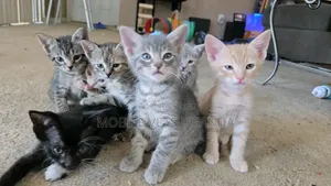 Male Exotic Kitten (0-1 Month)