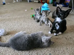 1-3 Month Male Purebred LaPerm Kitten