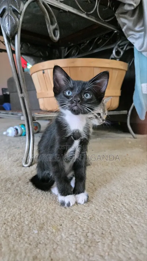 Male Exotic Kitten (0-1 Month) - 1