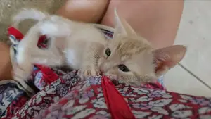 Male Purebred American Bobtail Kitten (0-1 Month)