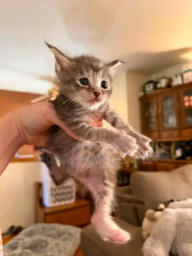 Purebred Bombay Kitten - 0-1 Month Male - 1