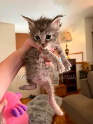Female Exotic Kitten, 1-3 Months Old