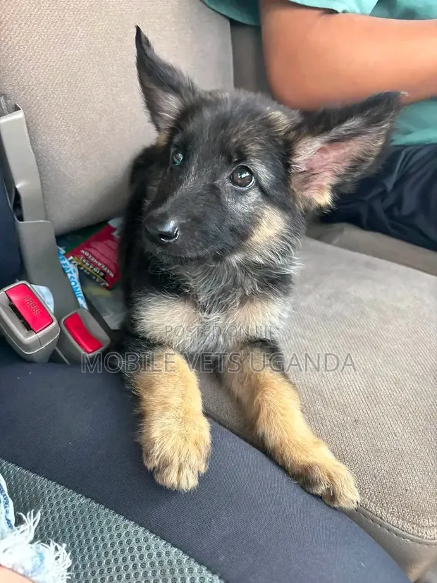 Female Purebred German Shepherd Puppy (1-3 Months) - 1