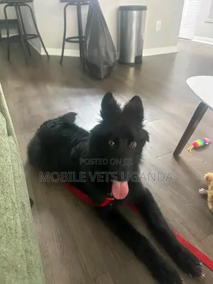 Female Purebred German Shepherd, 3-6 Months