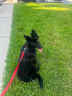 Female Purebred German Shepherd - 1+ Year Old