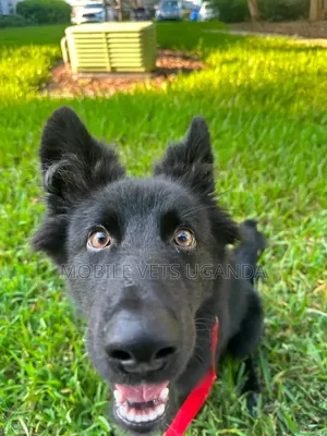 3-6 Month Male Purebred German Shepherd