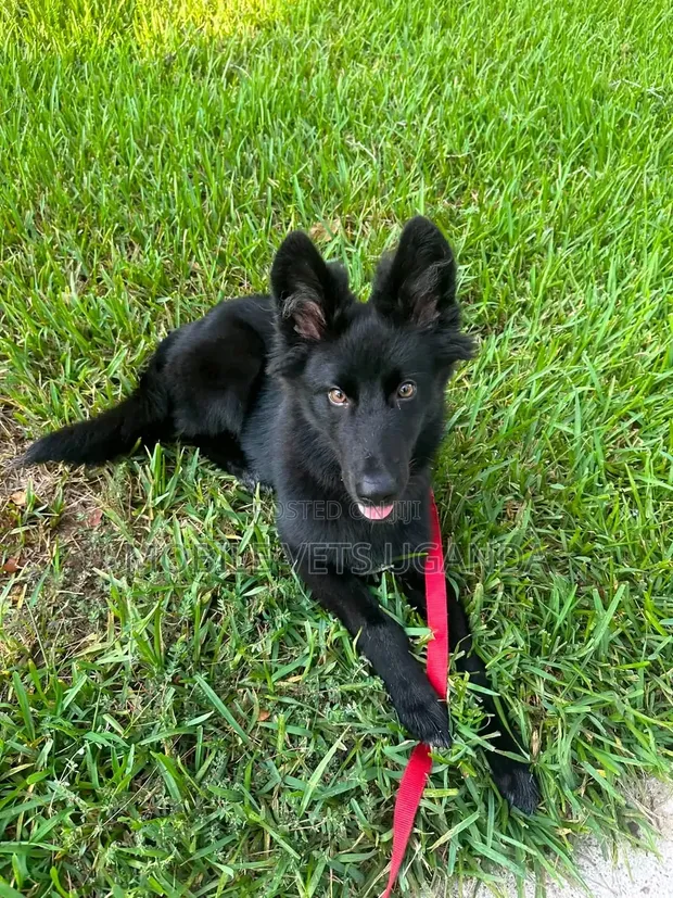 Female Purebred German Shepherd Puppy (1-3 Months) - 1