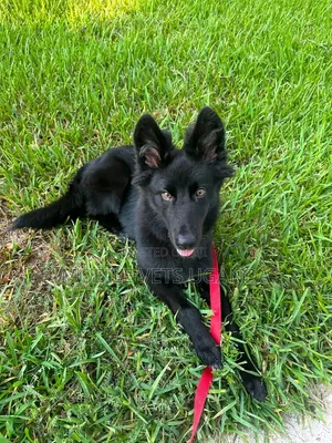 Female Purebred German Shepherd Puppy (1-3 Months)