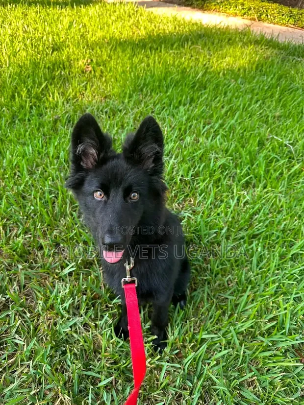Female Purebred German Shepherd Puppy (1-3 Months) - 1