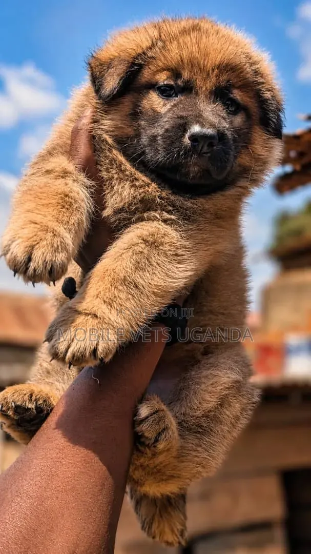 Female German Shepherd Puppy (0-1 Month) - 1