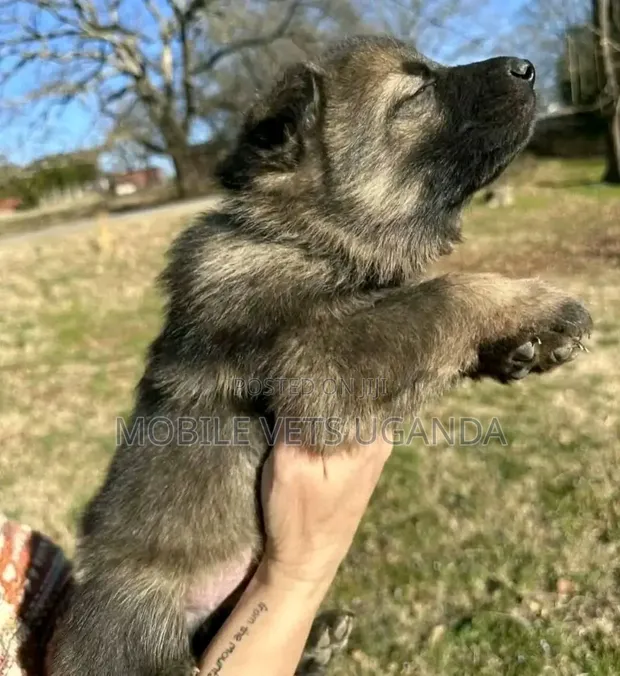 Male German Shepherd Puppy (0-1 Month) - 1