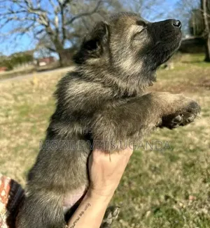 Male German Shepherd Puppy (0-1 Month)