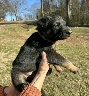 Female Purebred German Shepherd Puppy (0-1 Month)