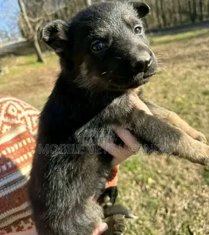 Female Purebred German Shepherd Puppy (1-3 Months)