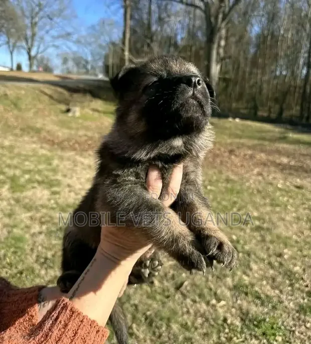Male Purebred German Shepherd Puppy (0-1 Month) - 1