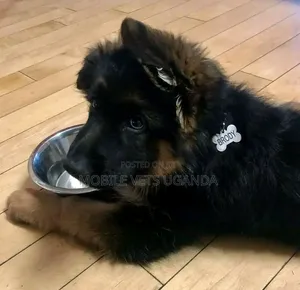 Purebred German Shepherd Puppy (0-1 Month)