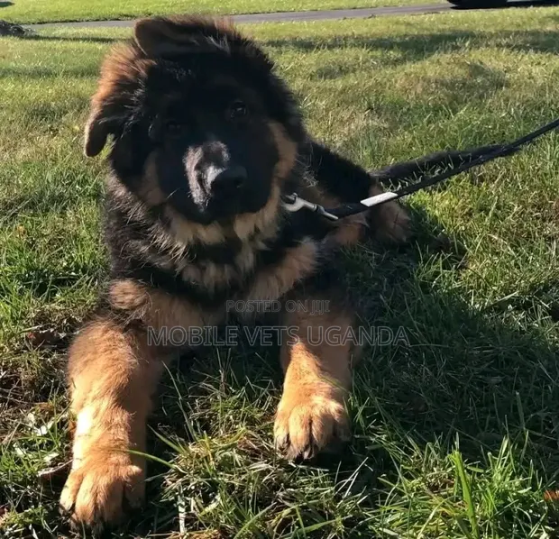 Female Purebred German Shepherd Puppy (1-3 Months) - 1