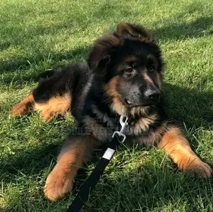 3-6 Month Male Purebred German Shepherd
