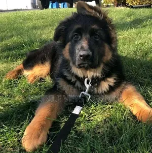 1-3 Month Male Purebred German Shepherd