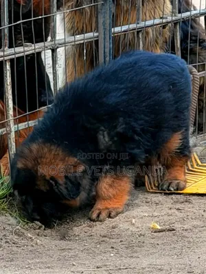 1-3 Month Male Purebred German Shepherd