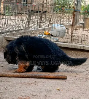 Purebred German Shepherd Puppy (0-1 Month)