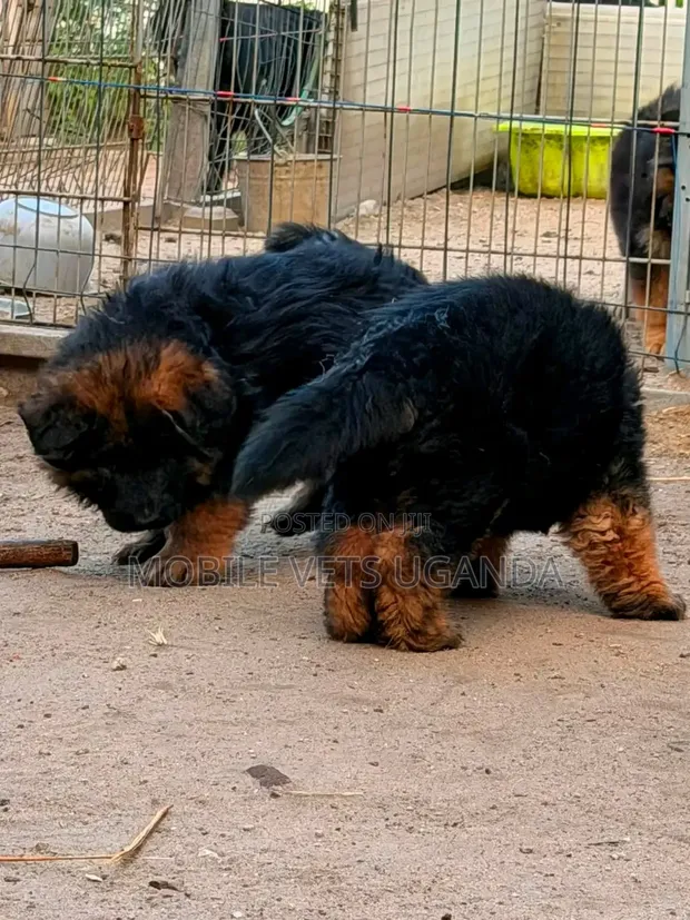 Female Purebred German Shepherd Puppy (1-3 Months) - 1