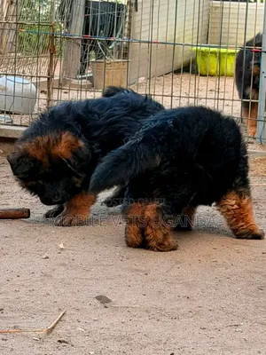 Female Purebred German Shepherd Puppy (1-3 Months)