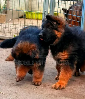 1-3 Month Male Purebred German Shepherd