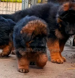 3-6 Month Male Purebred German Shepherd
