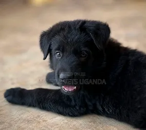 1-3 Month Male Purebred German Shepherd Puppy