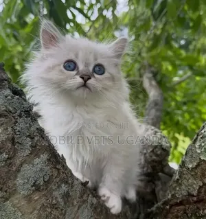 Female Purebred Maine Coon Kitten (1-3 Months)