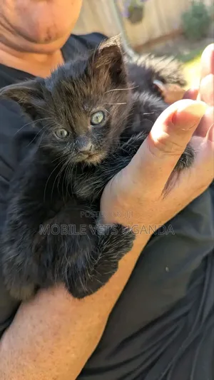 Female Purebred Bombay Kitten (0-1 Month)
