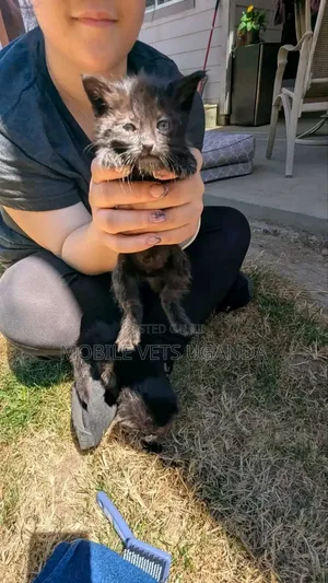 Female Exotic Kitten (0-1 Month)
