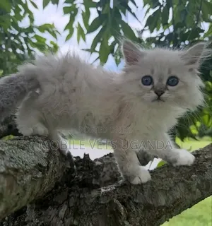 Purebred Maine Coon Kitten - 1-3 Months Old