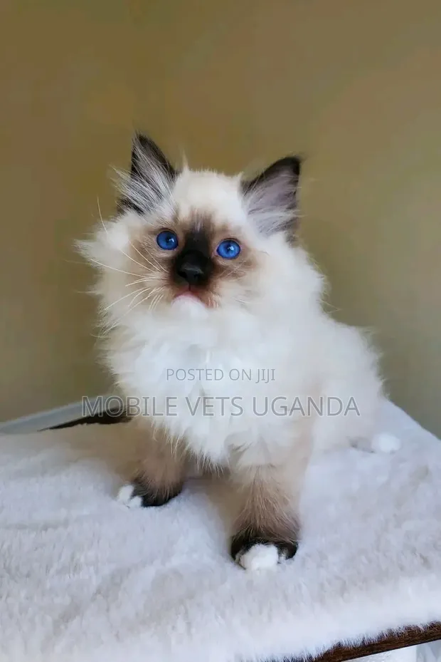 1-3 Month Male Purebred Ragdoll Kitten - 1