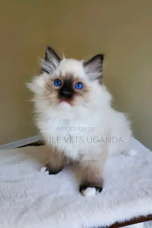 1-3 Month Male Purebred Ragdoll Kitten