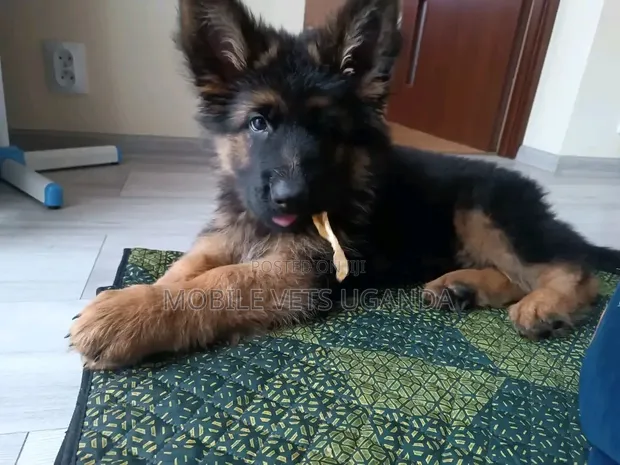 Female German Shepherd Puppy, 1-3 Months Old - 1