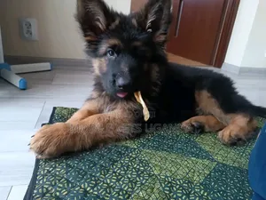 Female German Shepherd Puppy, 1-3 Months Old