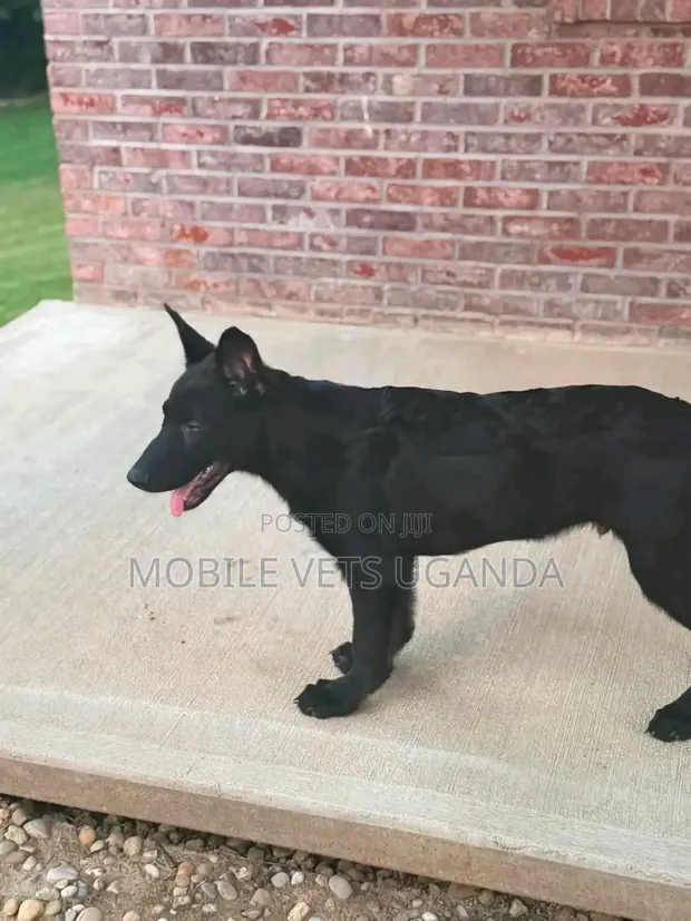 3-6 Month Male Purebred German Shepherd - 1