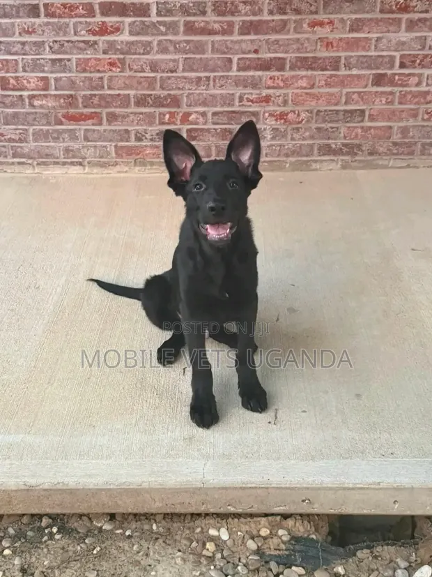 3-6 Month Male Purebred German Shepherd - 1